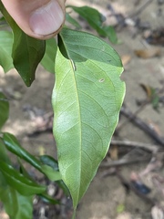 Ganophyllum falcatum