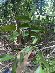 Ganophyllum falcatum