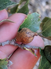 Heteroecus pacificus