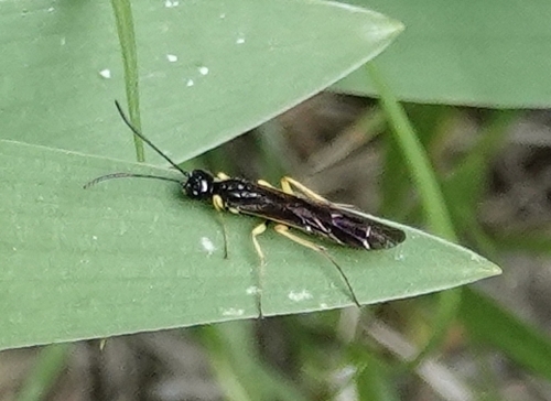 Wheat Stem Sawfly photo 3