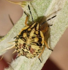 Carpocoris coreanus