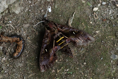 Hemeroplanes triptolemus