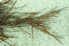 Desmarestia aculeata