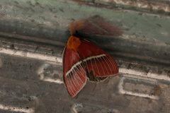 Pseudodirphia menander