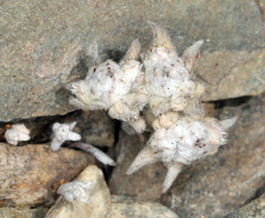 Stylocline psilocarphoides