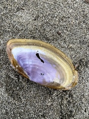 Hiatula nitida