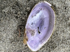 Hiatula nitida