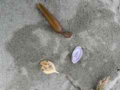 Hiatula nitida
