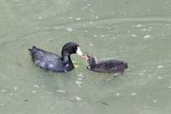 Fulica americana