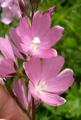 Sidalcea virgata
