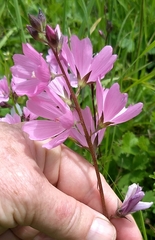 Sidalcea virgata