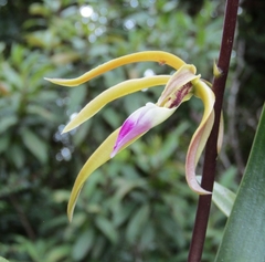 Prosthechea brassavolae
