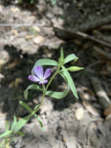 iNaturalist observation photo of Winecup Clarkia