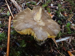 Entoloma mathinnae