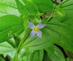 Exacum axillare