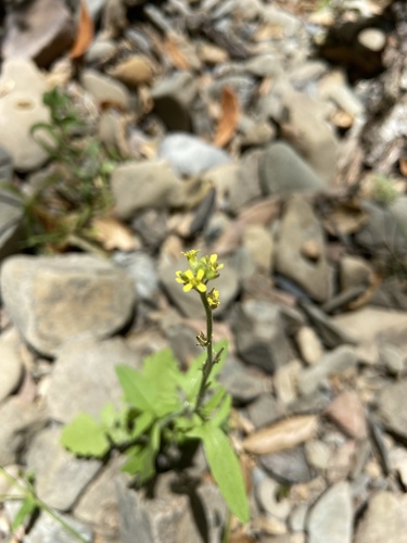 iNaturalist observation photo of Hedgemustards