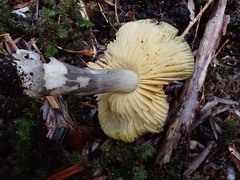 Entoloma mathinnae