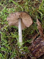 Entoloma conferendum