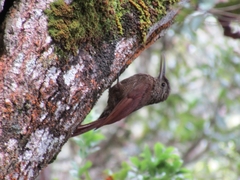 Dendrocolaptes picumnus