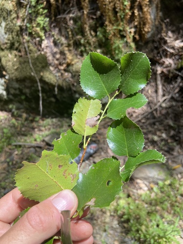iNaturalist observation photo of hollyleaf cherry
