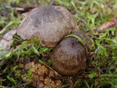 Entoloma conferendum