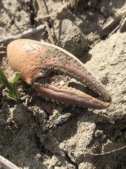 Procambarus gracilis