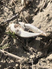 Procambarus gracilis