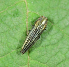 Agrilus sulcatulus