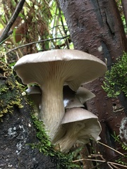 Pleurotus australis