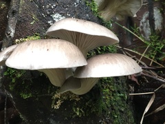 Pleurotus australis