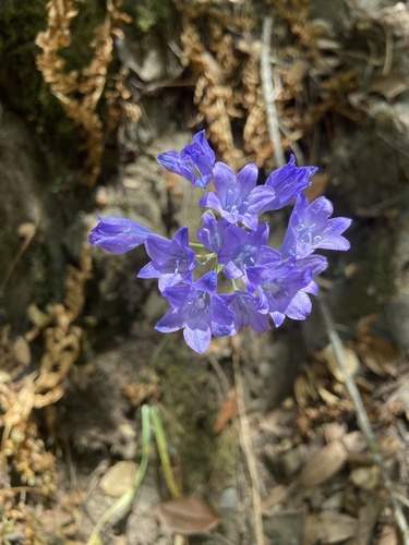 iNaturalist observation photo of Ithuriel's Spear