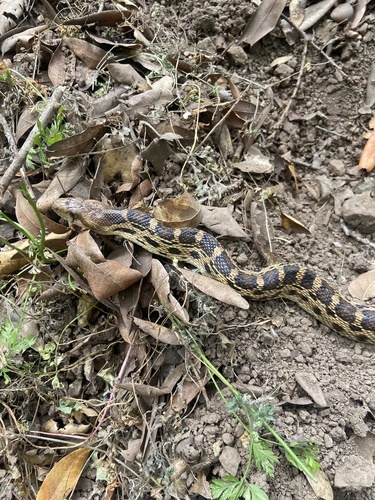 iNaturalist observation photo of Pacific Gopher Snake