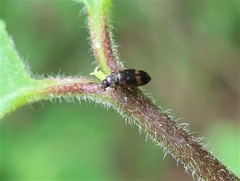 Litargus connexus