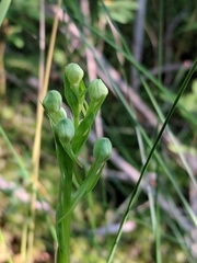 Platanthera leucophaea