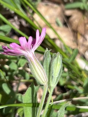 Silene hookeri