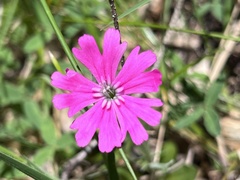 Silene hookeri