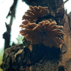 Schizophyllum commune