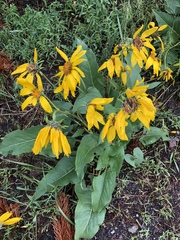 Balsamorhiza