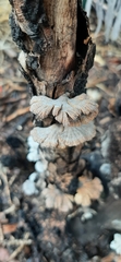 Schizophyllum commune