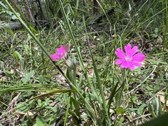 Silene hookeri