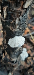 Schizophyllum commune
