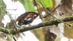 Machaeropterus deliciosus