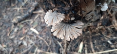 Schizophyllum commune