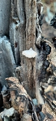 Schizophyllum commune