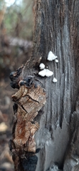 Schizophyllum commune