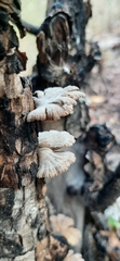 Schizophyllum commune