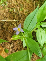 Exacum axillare