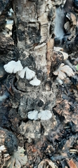 Schizophyllum commune