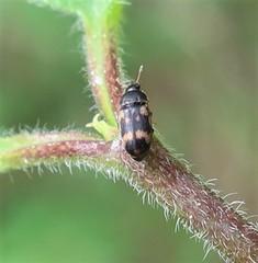 Litargus connexus