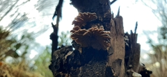 Schizophyllum commune
